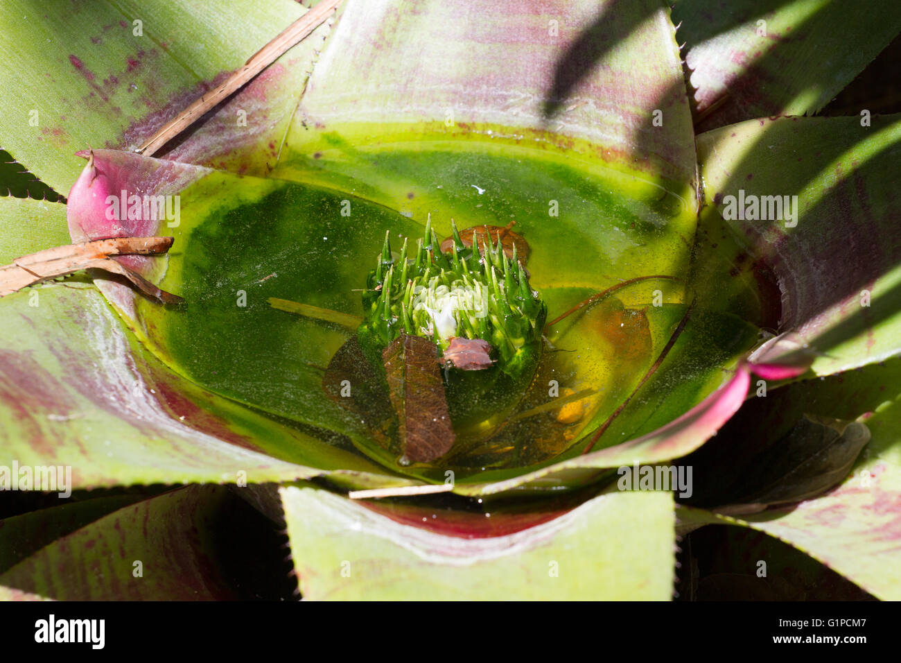 Close photo of Bromelia. Macro Bromeliaceae, green leaves with water Stock Photo