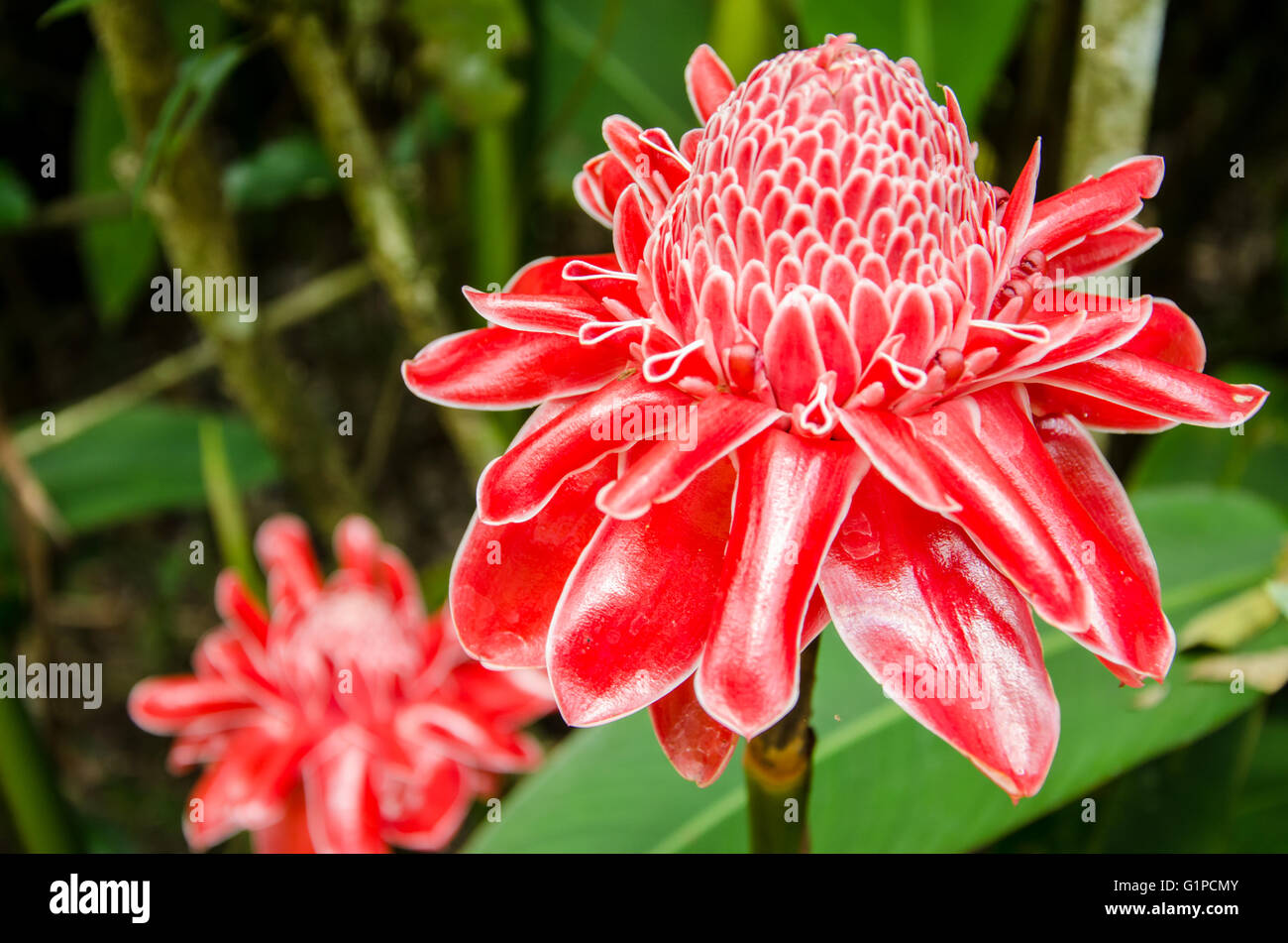red torch ginger local flower bohol philippines Stock Photo Alamy