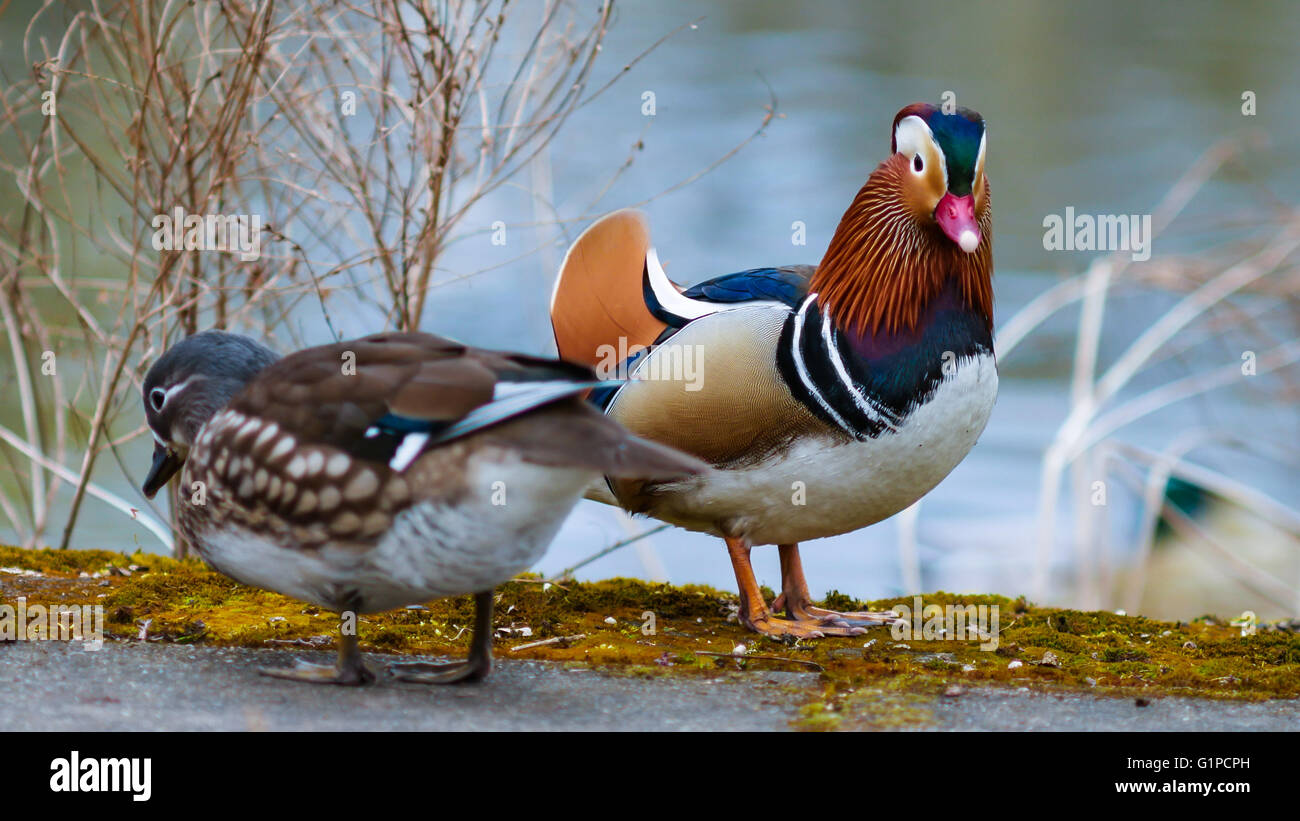 mandarin duck couple on the lake in spring Stock Photo Alamy
