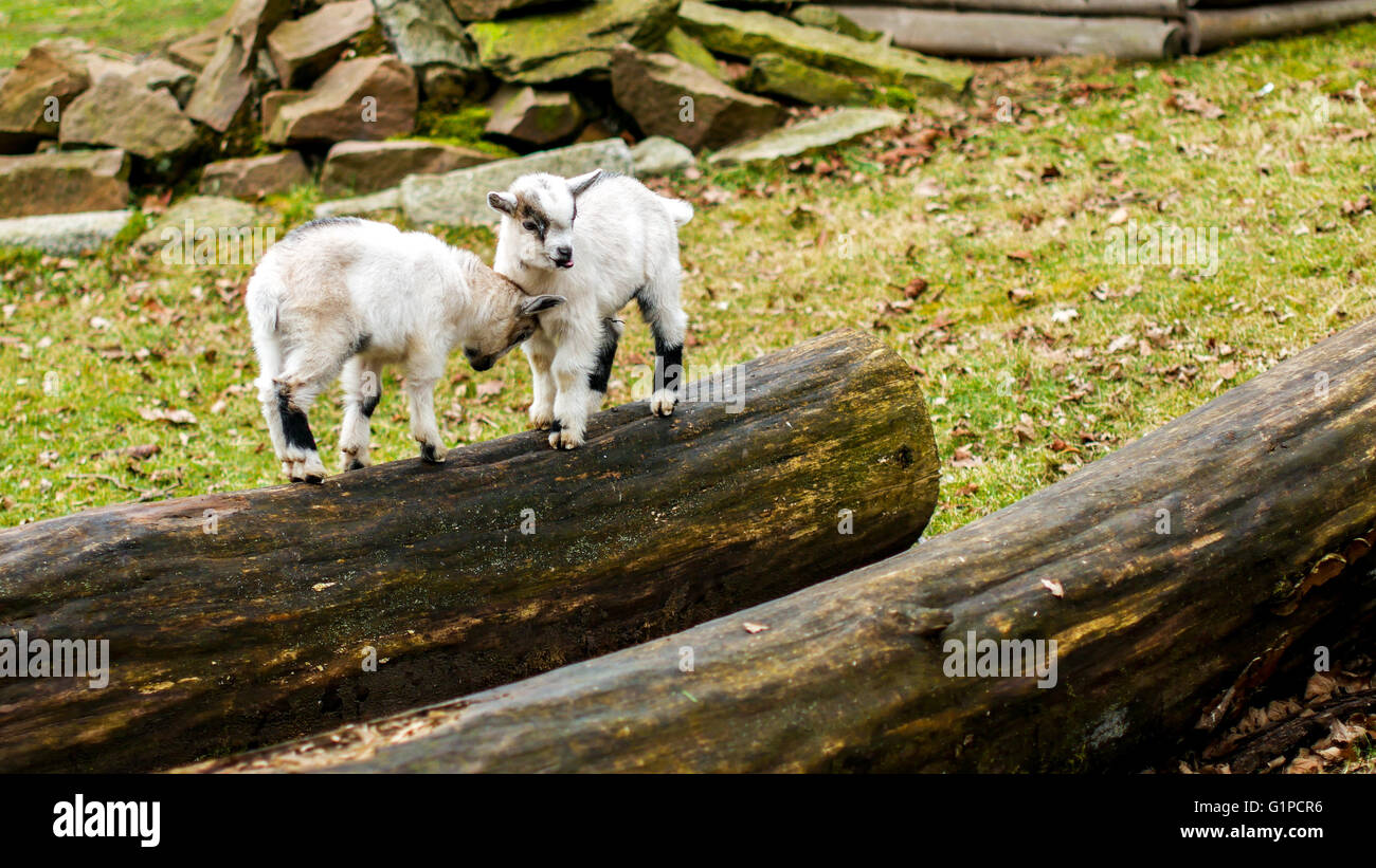 Adorable baby goat jumping around on a pasture Stock Photo Alamy