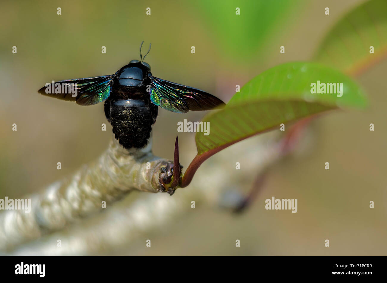 Tropical carpenter bees sitting on the leaf Stock Photo