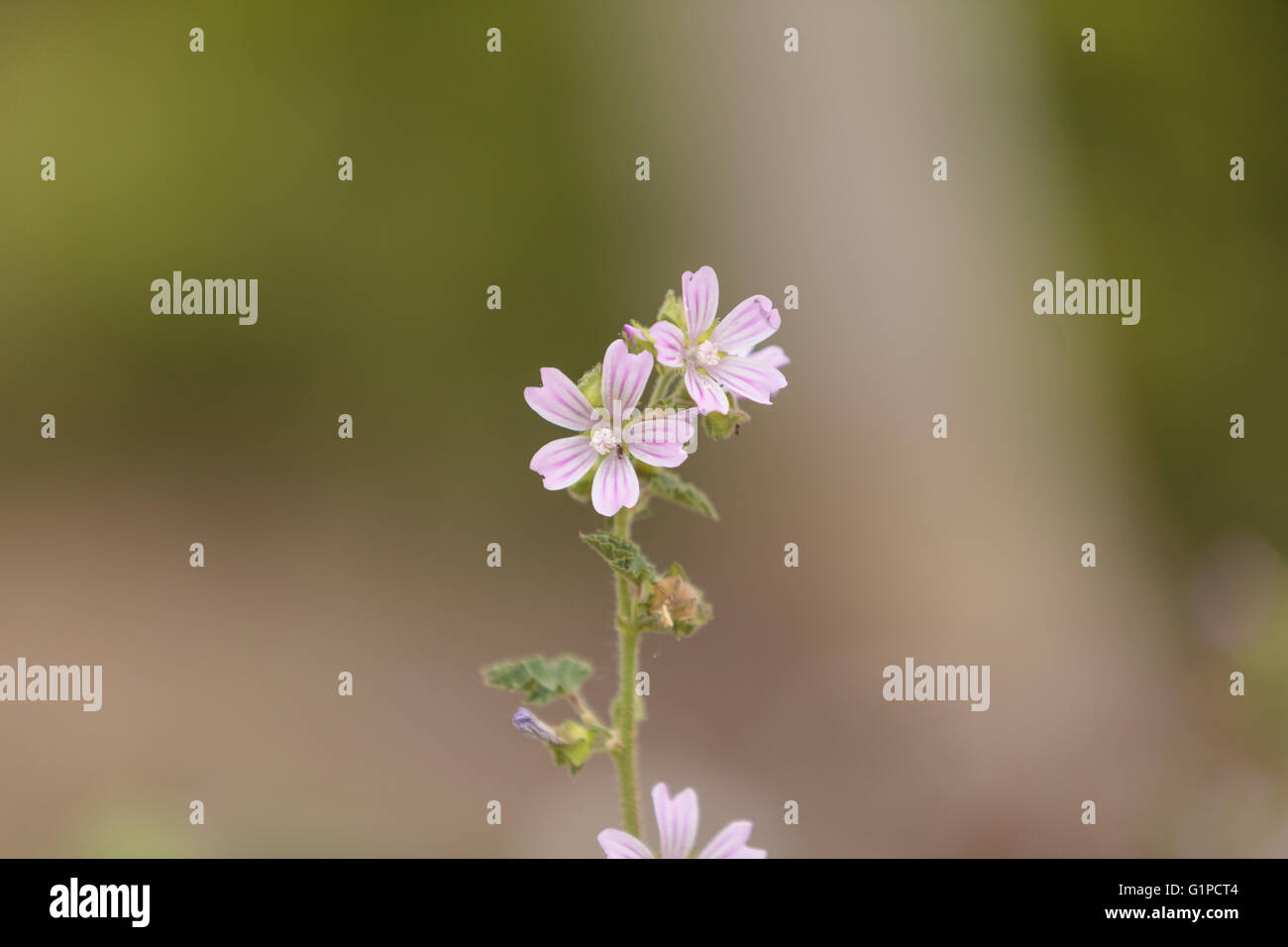 Pink and white Spring Beauty flower Claytonia virginica blooms in a field in Southern California. Stock Photo
