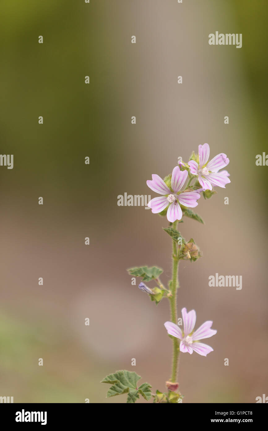 Pink and white Spring Beauty flower Claytonia virginica blooms in a field in Southern California. Stock Photo