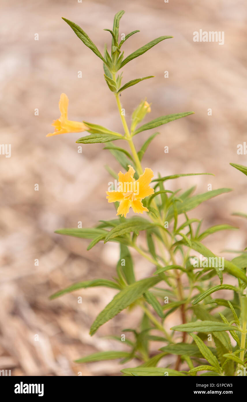 Bright Yellow Flowers Of The Sticky Monkeyflower Plant Mimulus Aurantiacus Bloom In A Botanical Garden In Southern California Stock Photo Alamy