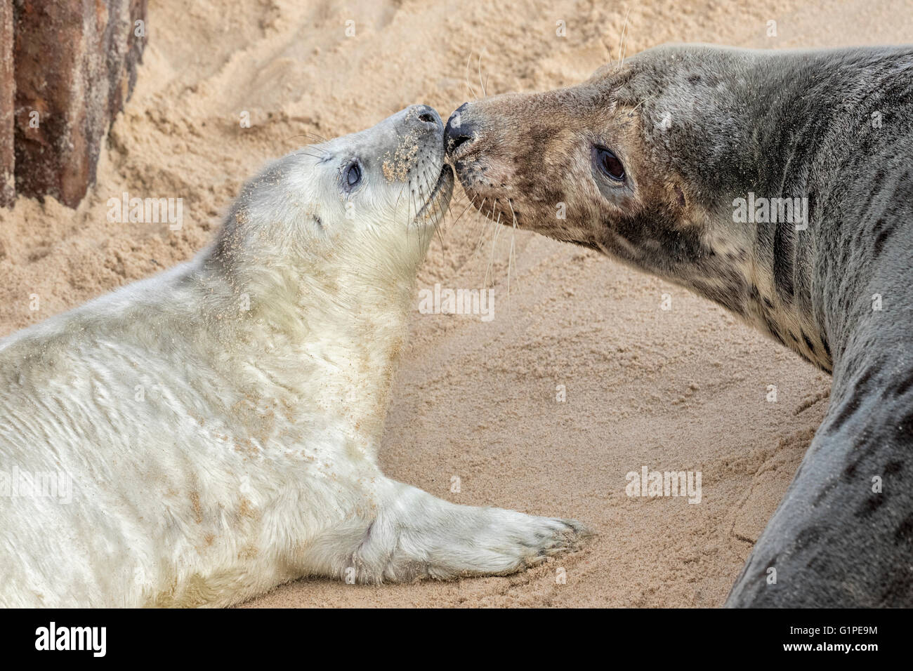 Atlantic Grey Seal - Halichoerus grypus - mom and pup Stock Photo