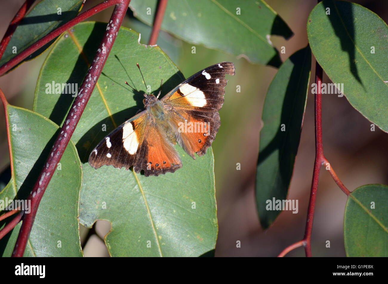 Australian Yellow Admiral  Butterfly, Vanessa itea, with wings spread on a Eucalyptus leaf Stock Photo