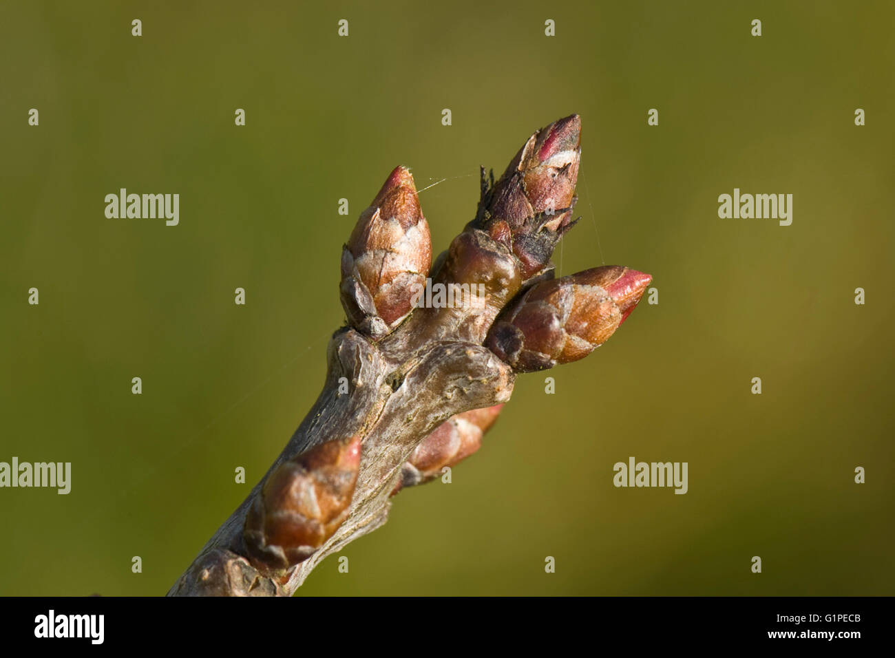 Swelling leaf and flower buds of a Victoria plum tree, Prunus domestica, in early spring, Berkshire, March Stock Photo