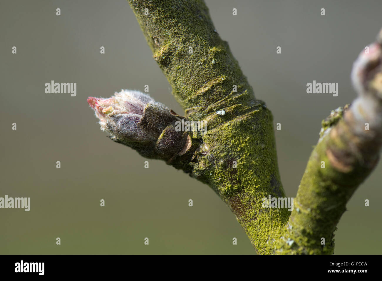 Buds on an apple fruit tree swelling in early spring before the leaves and flower buds emerge