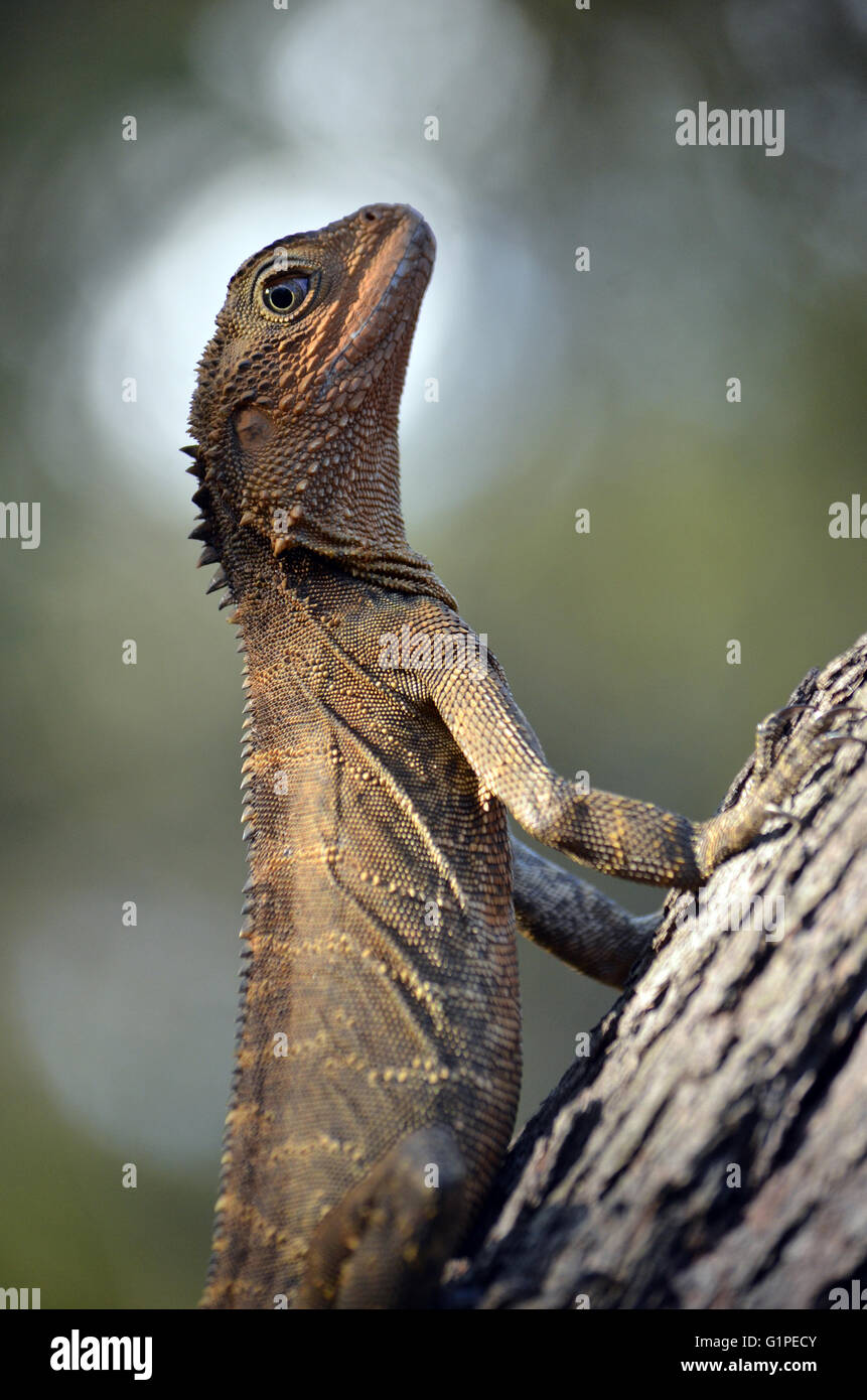 South australian lizards hires stock photography and images Alamy