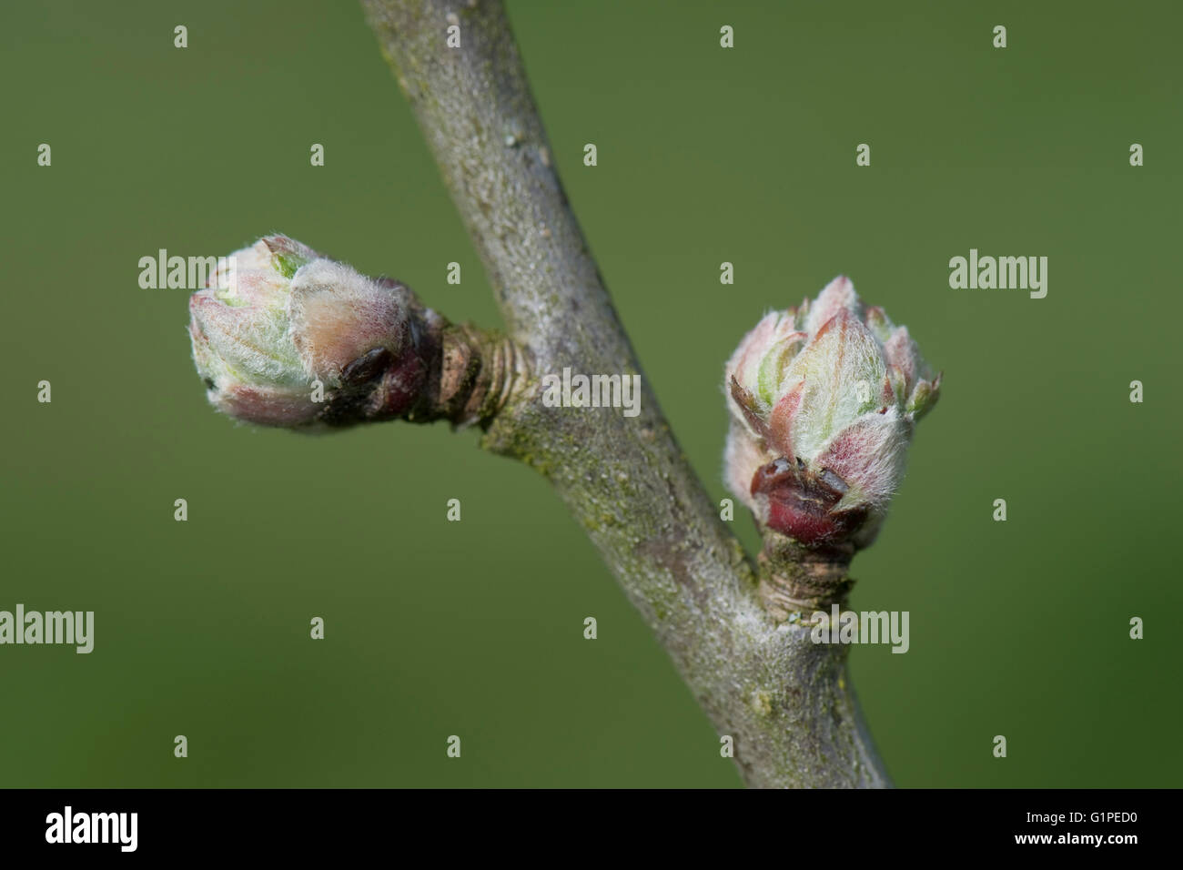 Buds on an apple fruit tree swelling in early spring before the leaves