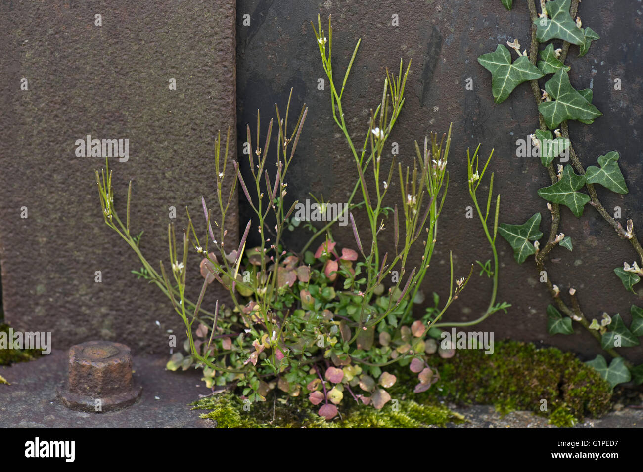 Hairy bittercress, Cardamine hirsuta, annual weed flowering and setting seed, Berkshire, april Stock Photo