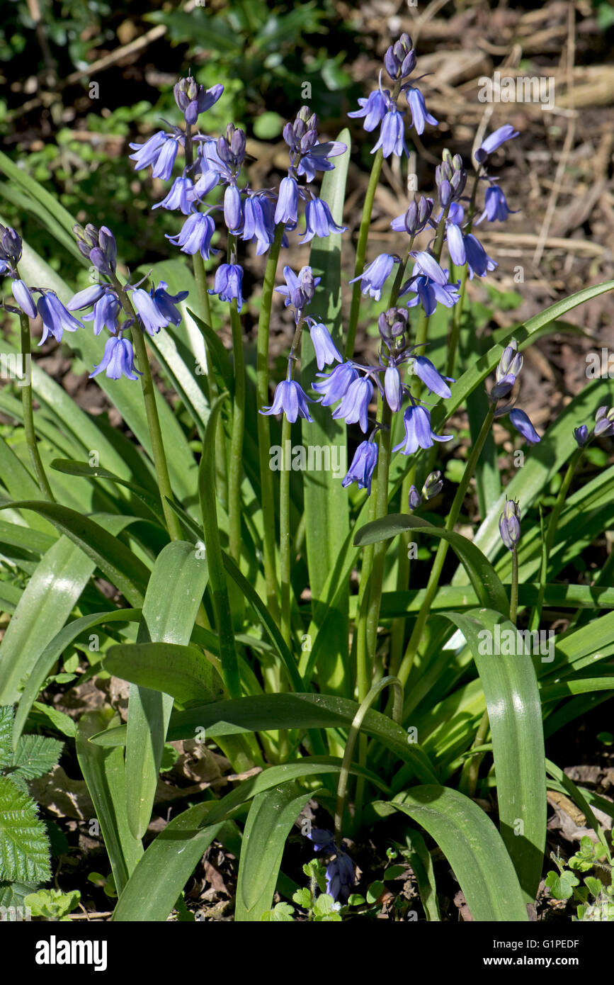 A bold group of Spanish bluebells, Hyacinthoides hispanica, in flower, Berkshire, April Stock Photo