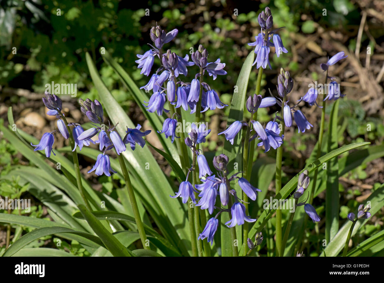 A bold group of Spanish bluebells, Hyacinthoides hispanica, in flower, Berkshire, April Stock Photo