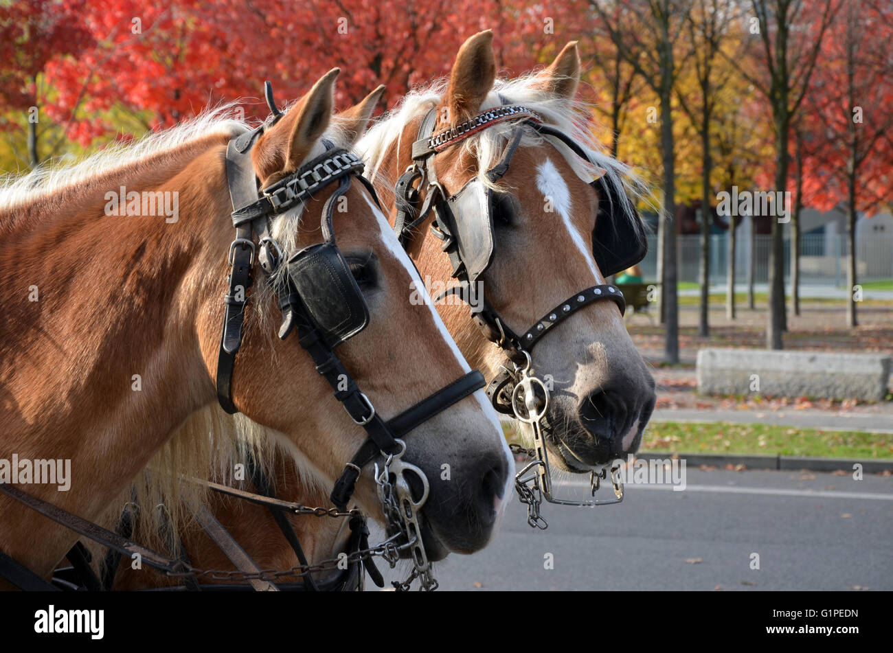Two cart (carriage) horses in Autumn city street, Berlin, Germany Stock
