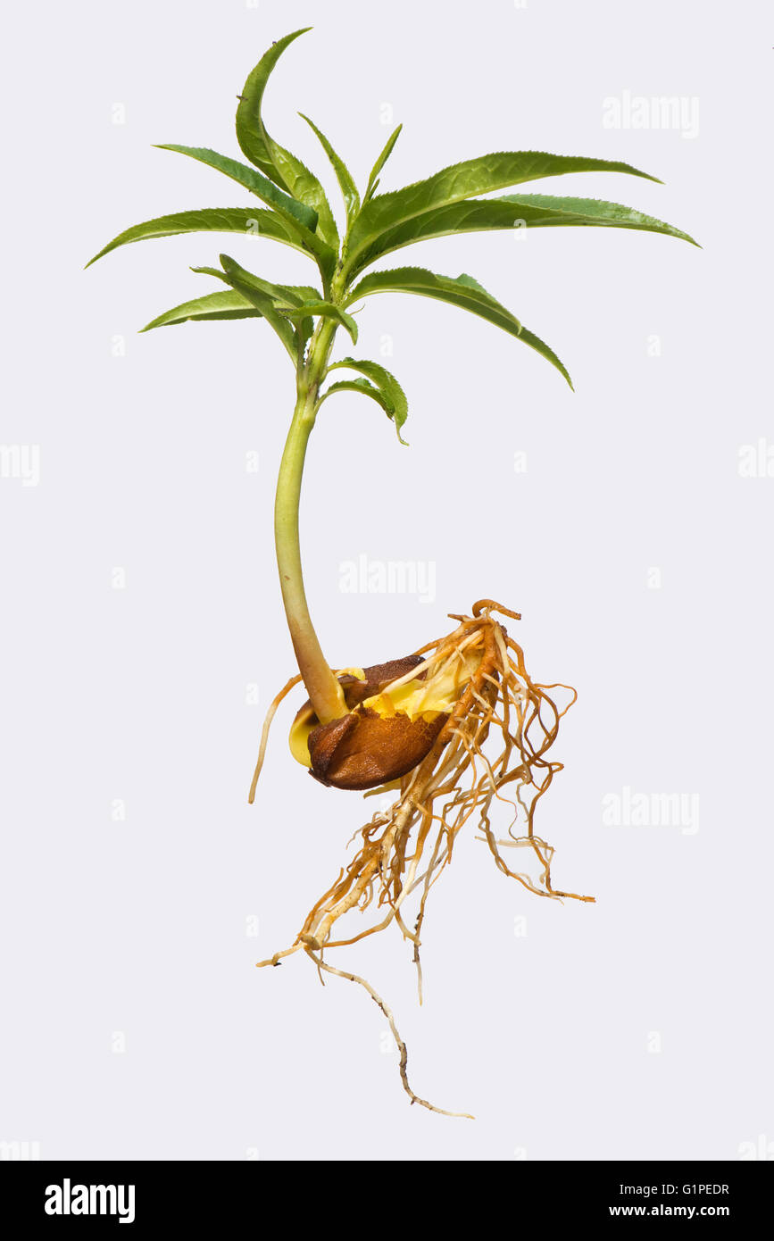 Roots and your leaves of a seedling peach tree growing from seed in one half of a peach stone Stock Photo