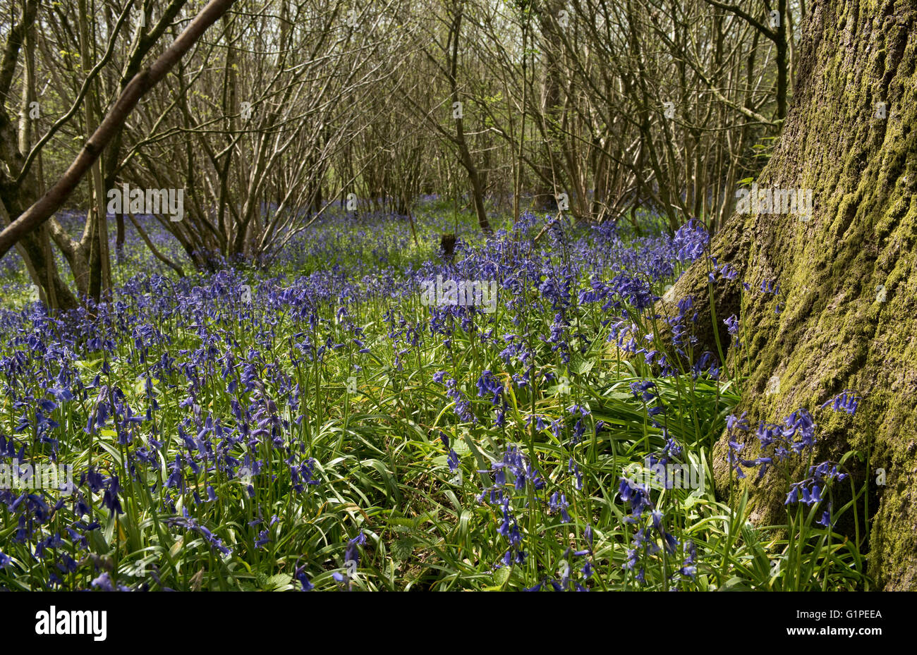 Light woodland with coppiced hazel, Corylus avellana, and a carpet of flowering bluebells in spring, May Stock Photo