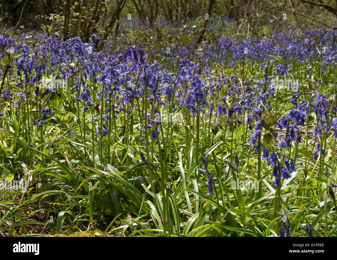 Light woodland with coppiced hazel, Corylus avellana, and a carpet of flowering bluebells in spring, May Stock Photo
