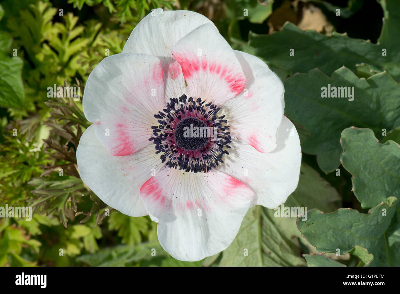 White flower tinged with pink of a poppy anemone, Anemone coranaria, with dark anthers and styles, May Stock Photo