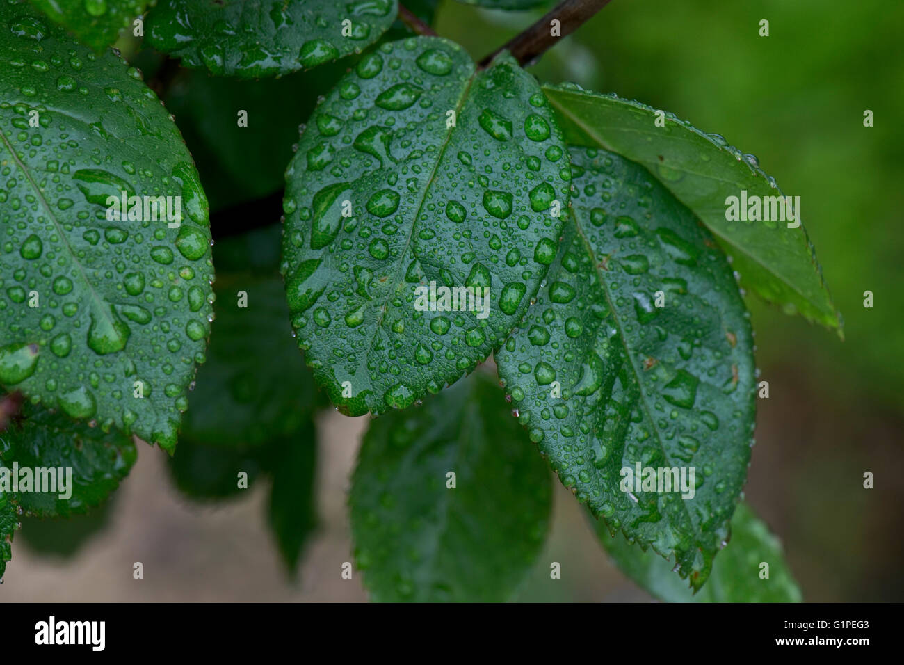 Rain water drops on young standard tree rose leaves in spring Stock Photo