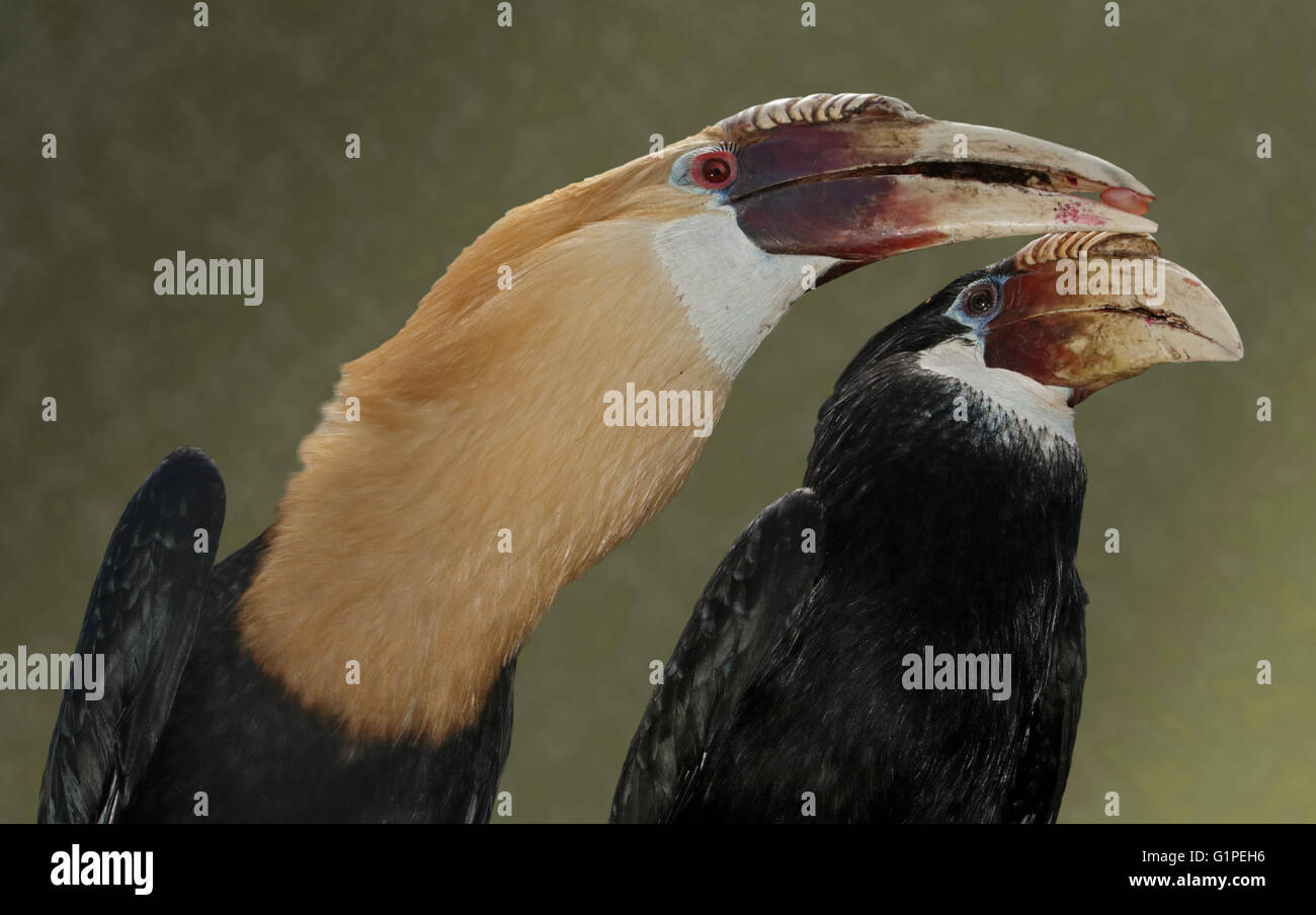 Blyth's Hornbills (aceros plicatus) male and female Stock Photo