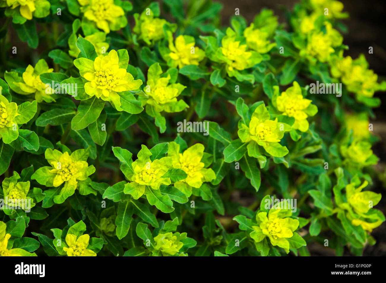 Euphorbia polychroma, epithymoides, Euphorbiaceae Stock Photo