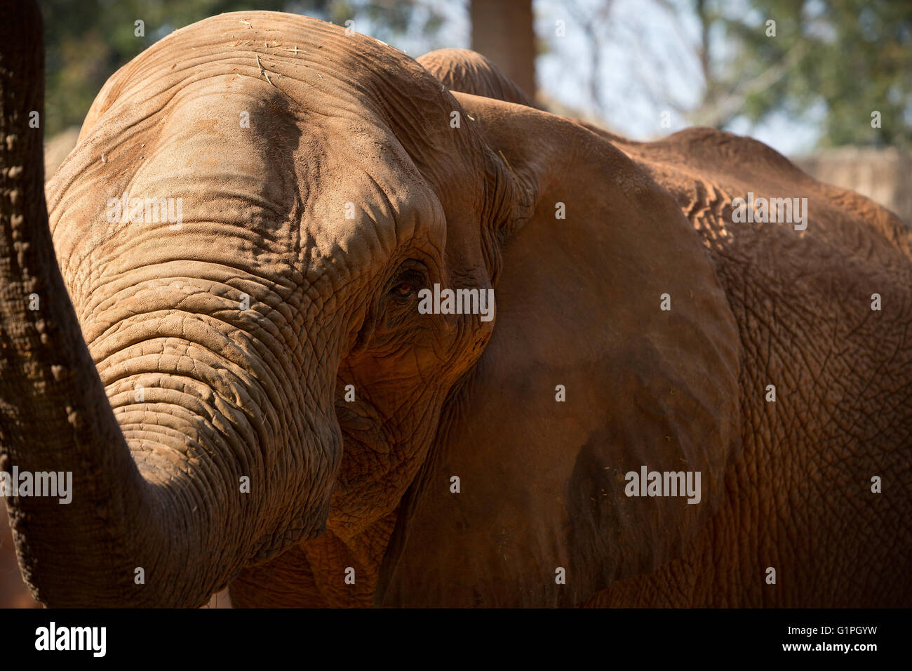 African Elephant raise the trunk with a dignified look Stock Photo Alamy