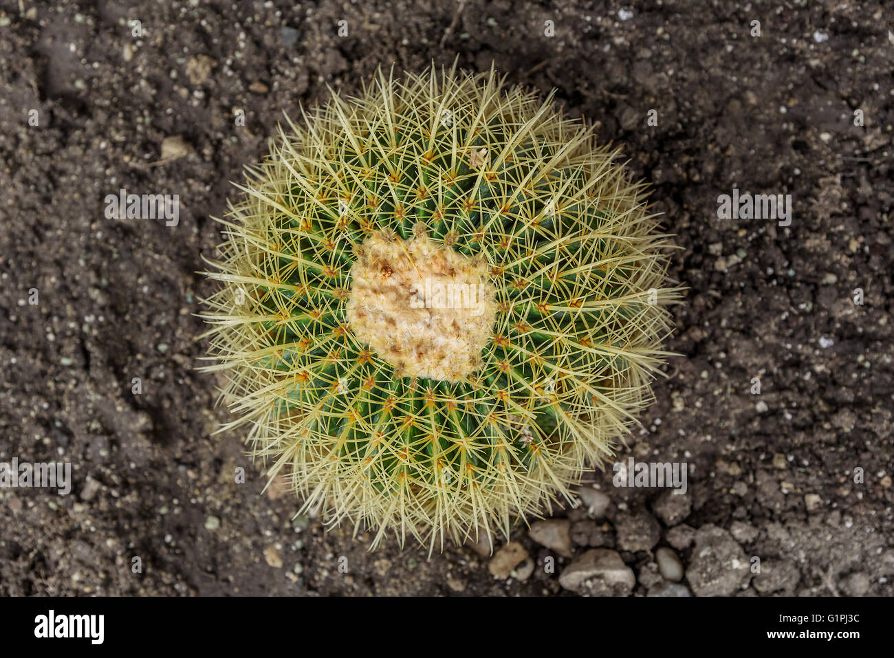 Round cactus in the ground. View from above. Stock Photo