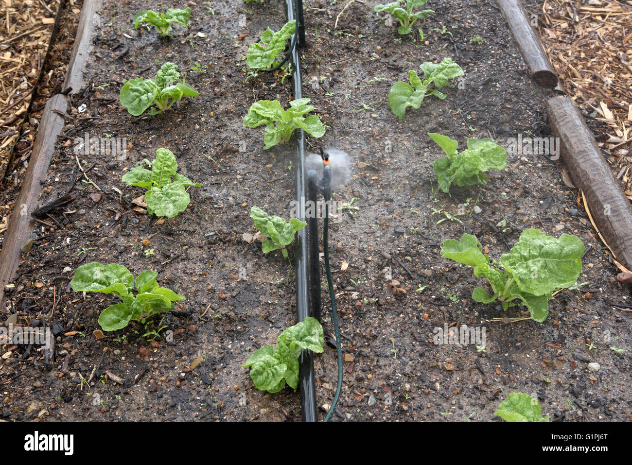 VEGETABLE GROWING WESTERN CAPE SOUTH AFRICA. Irrigating spinach growing
