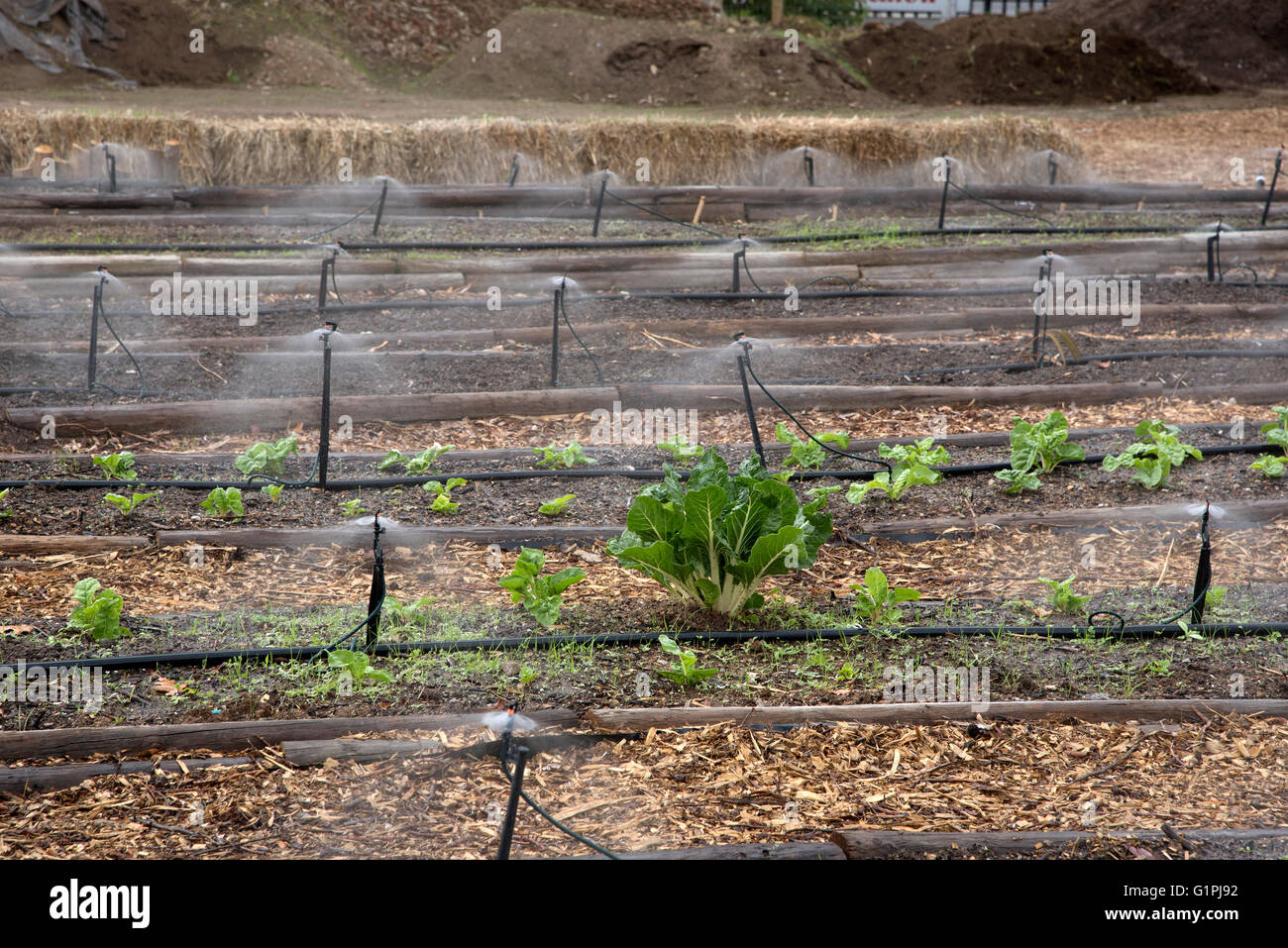 VEGETABLE GROWING WESTERN CAPE SOUTH AFRICA. Irrigating spinach growing
