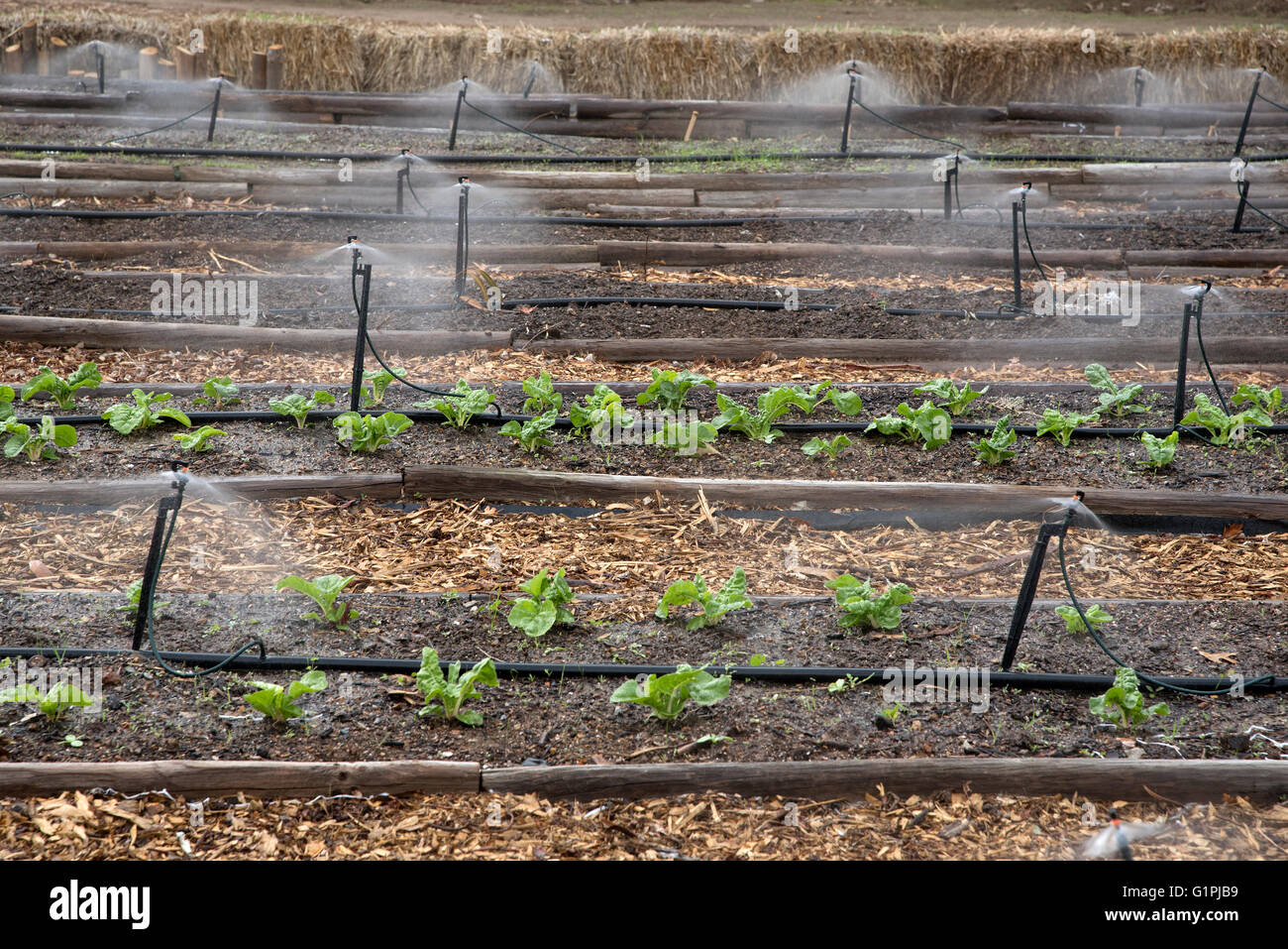 VEGETABLE GROWING WESTERN CAPE SOUTH AFRICA. Irrigating spinach growing
