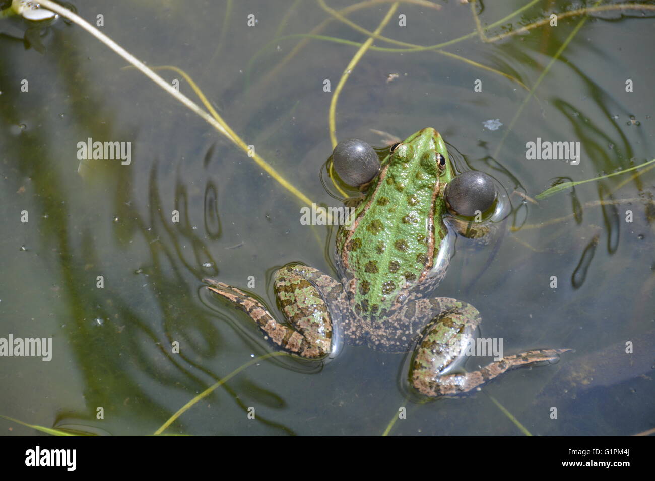 Marsh frog with inflated vocal sacks croaking and creating ripples in the pond water. Stock Photo