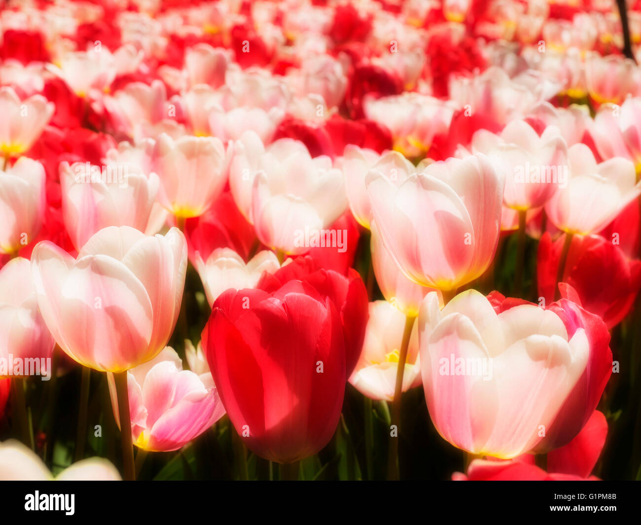 Beau Monde tulips at Cheekwood Gardens, Nashville, Tennessee Stock Photo