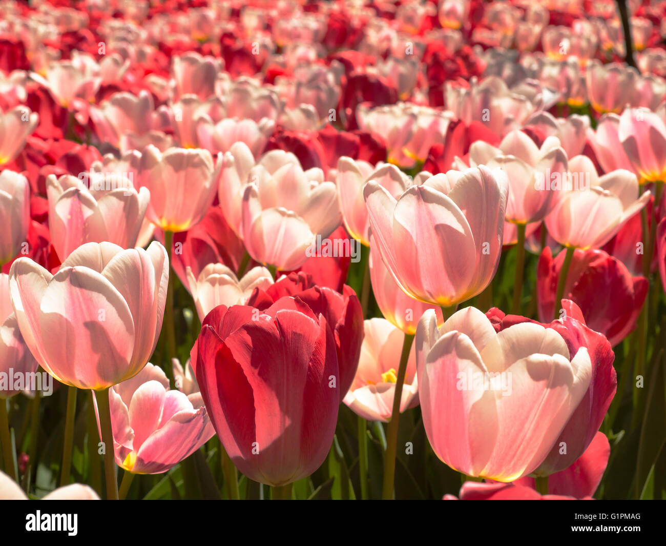 Beau Monde tulips in spring close up Stock Photo