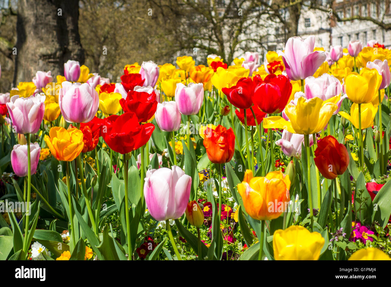 Tulips in London Stock Photo