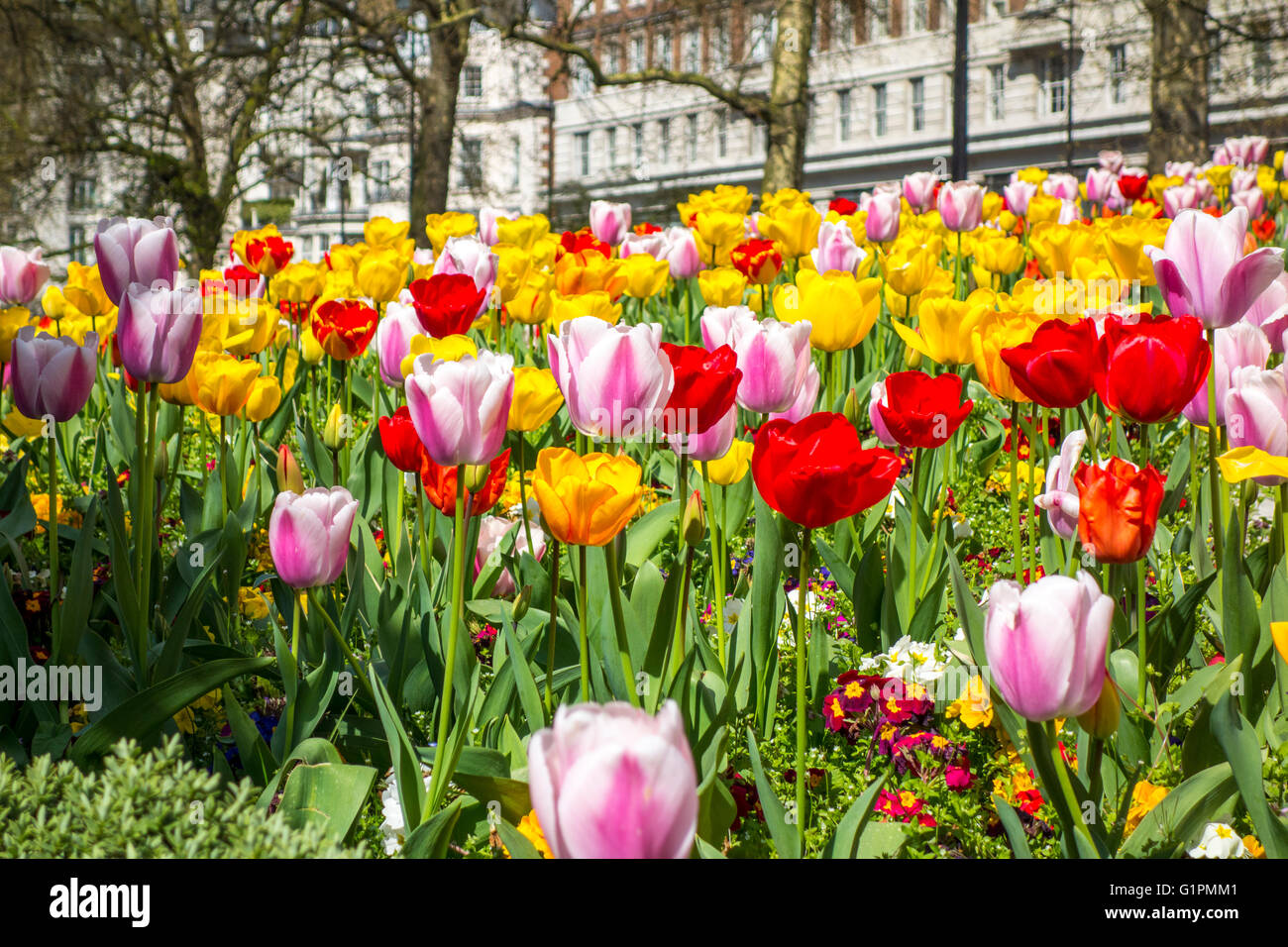Tulips in London Stock Photo