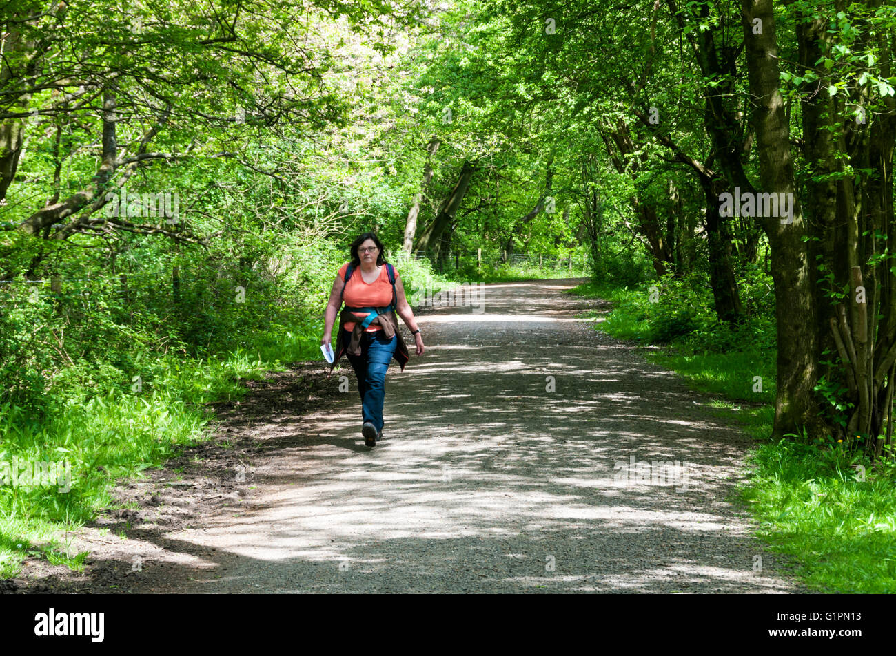A woman walking through a wooded area on the North Downs Way and Pilgrim's Way in Surrey. Part of green belt to south of London. Stock Photo