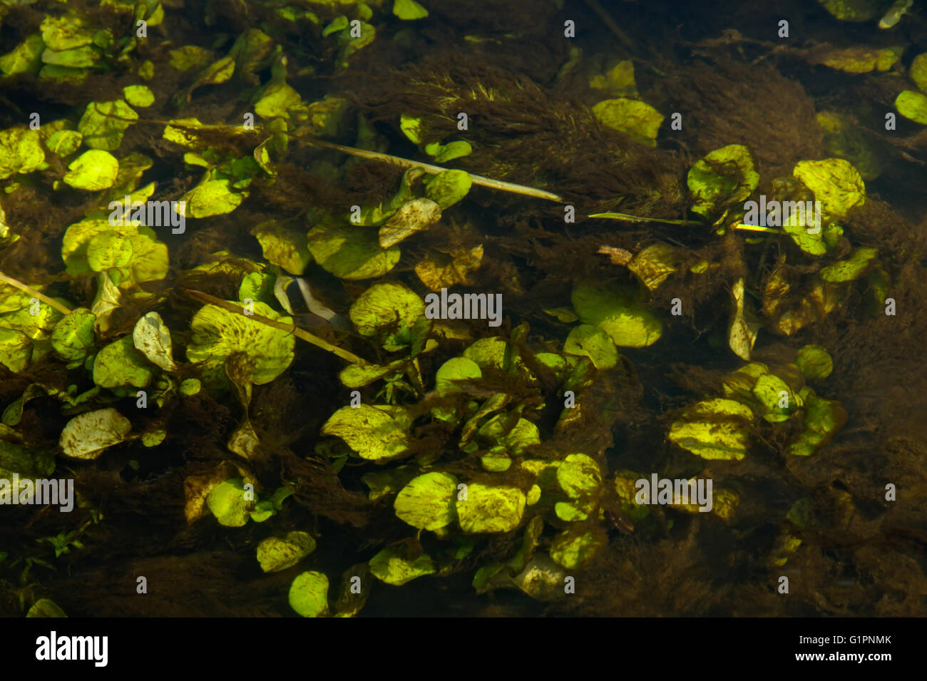 Submerged Aquatic Plants High Resolution Stock Photography and Images Alamy