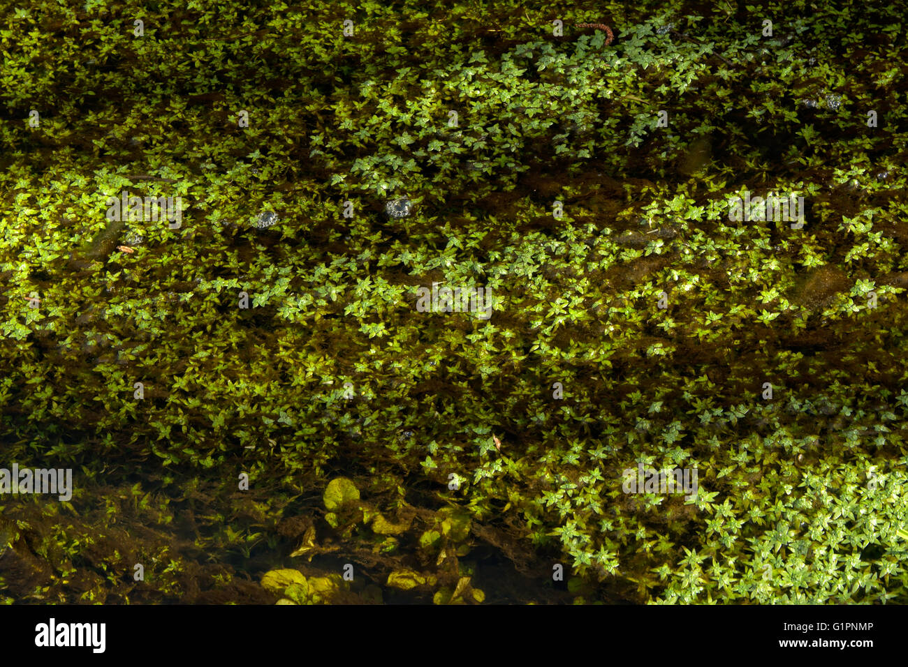 Submerged aquatic plants hi-res stock photography and images - Alamy