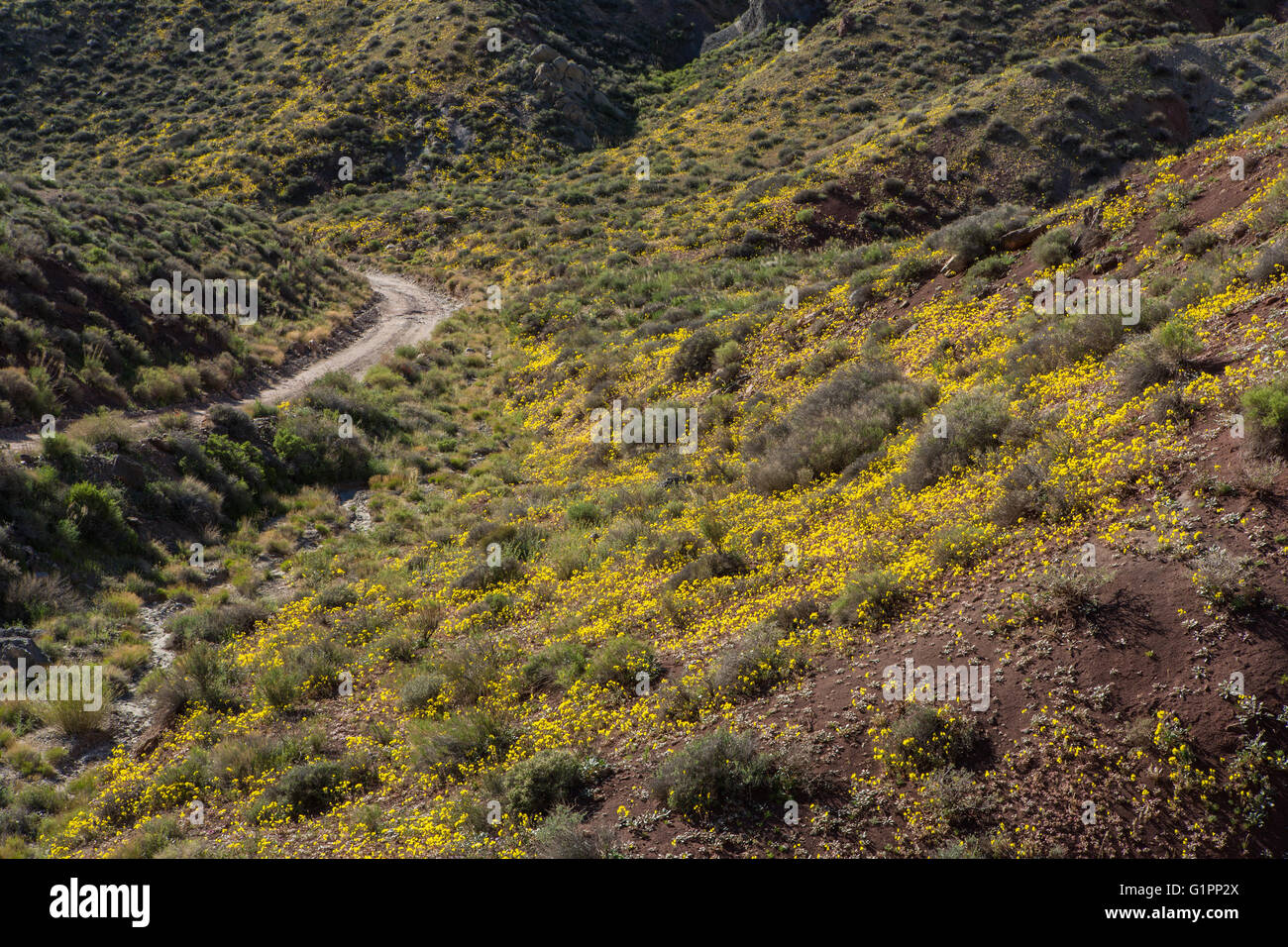 Death valley wildflowers hi-res stock photography and images - Alamy