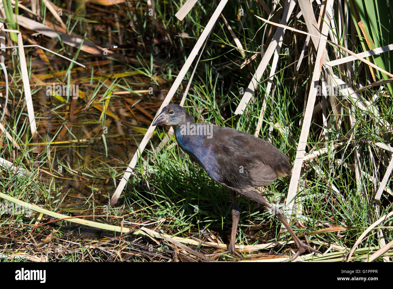 Juvenile purple swamp hen porphyria porphyria chick standing in the ...