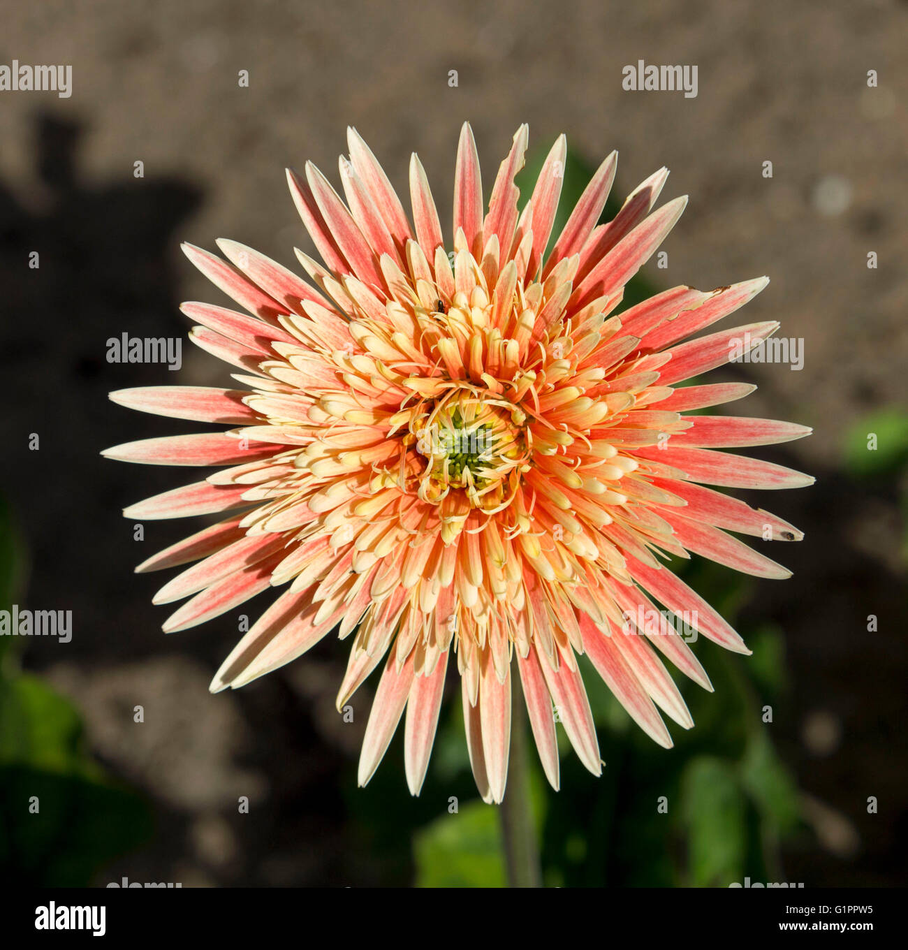 Gerbera jamesonii a species of flowering plant in the genus
