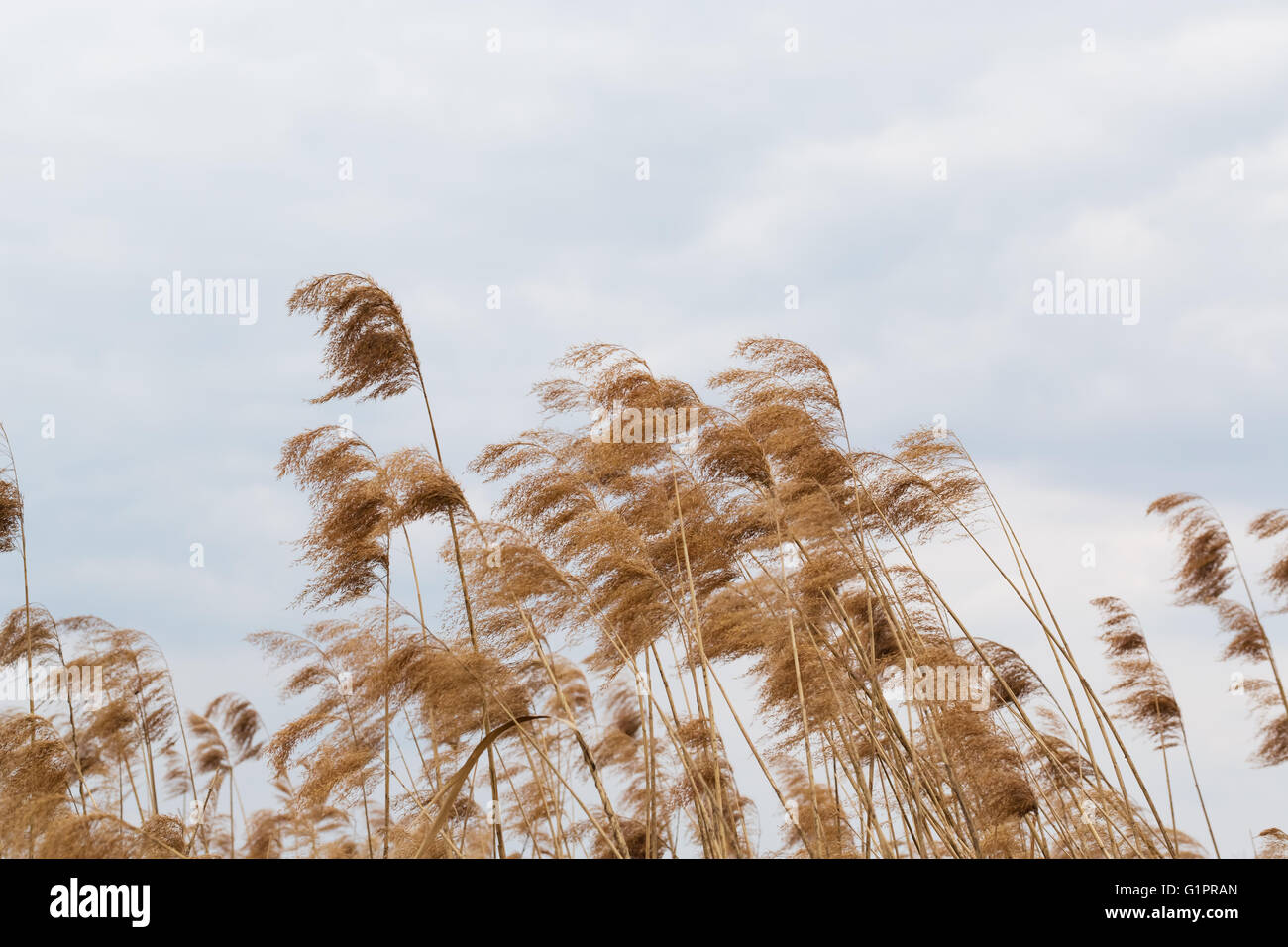 Beautiful Reeds Background rural hi-res stock photography and images - Alamy