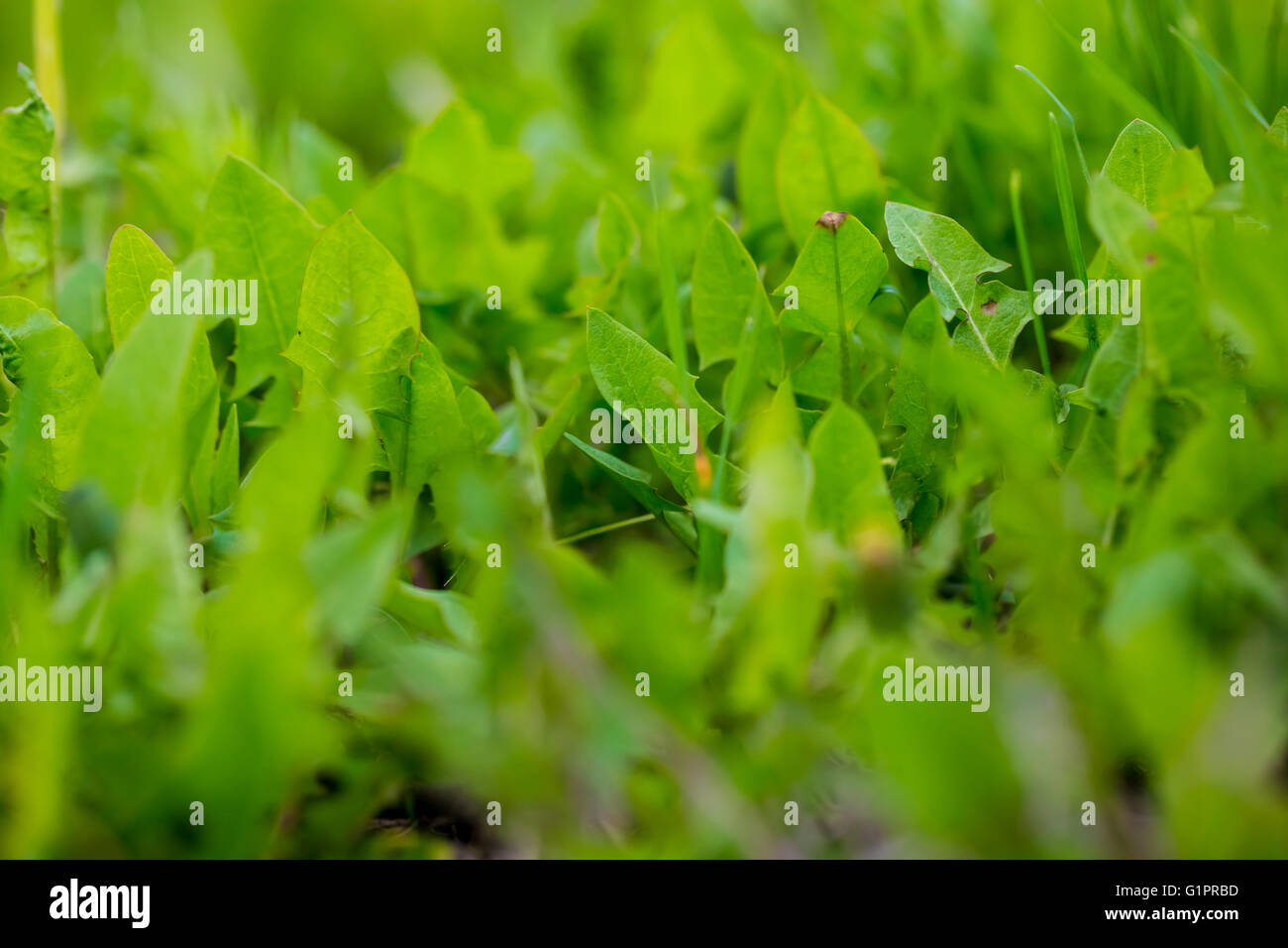 Rocket lettuce hi-res stock photography and images - Alamy