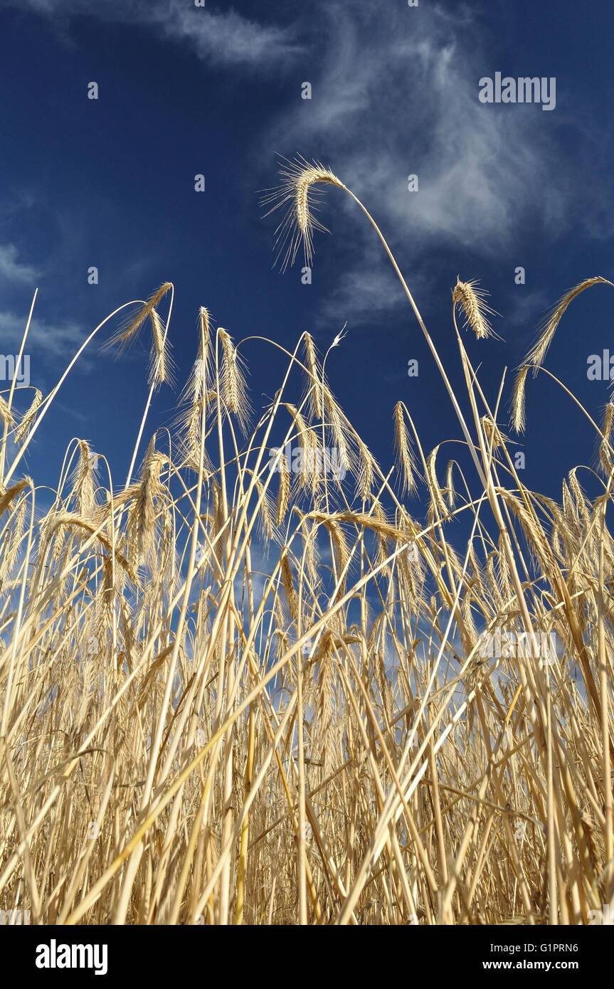 Golden wheat field with blue sky and white clouds in background in ...