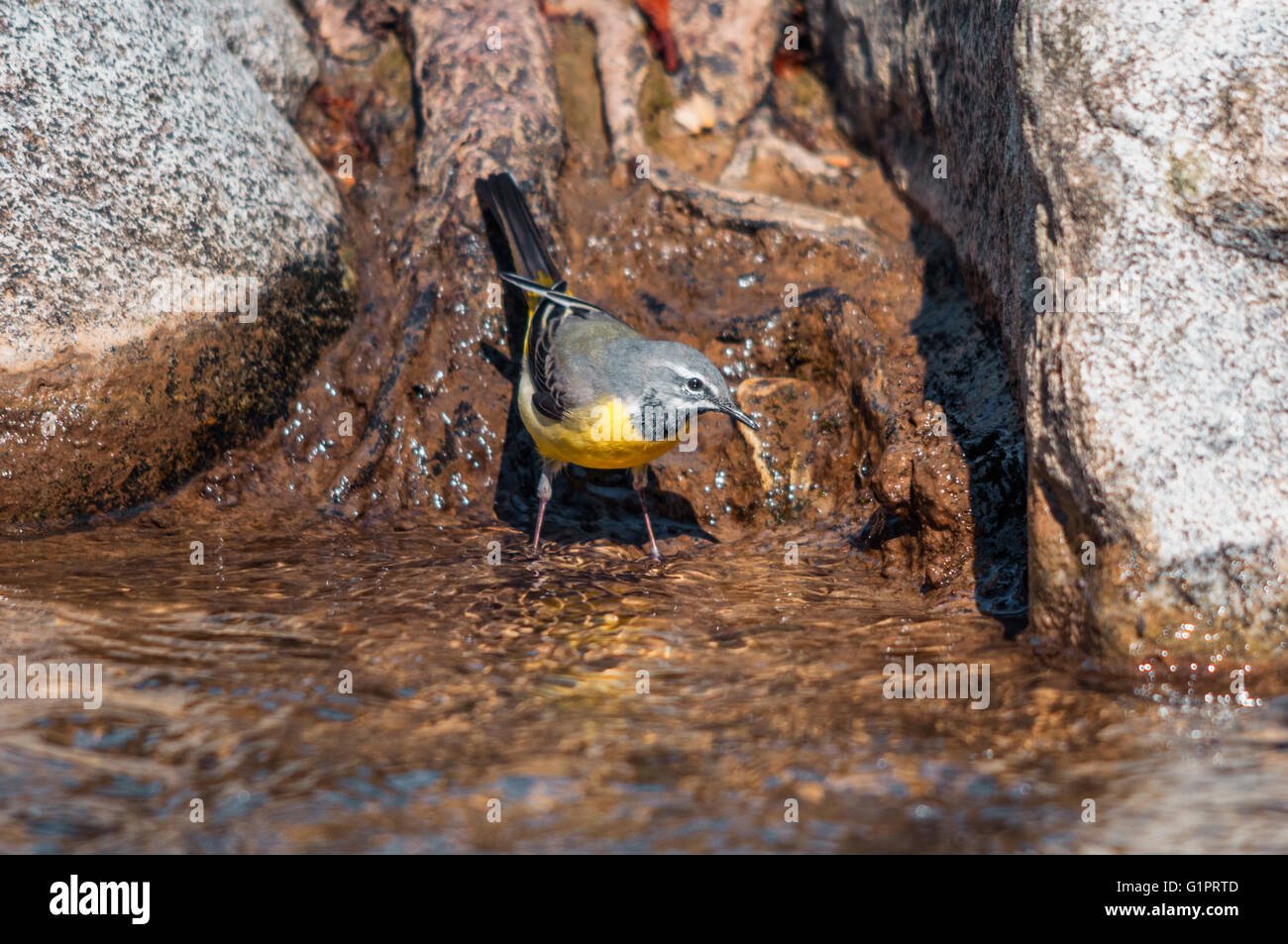 Grey wagtail feeding at the edge of the water Stock Photo