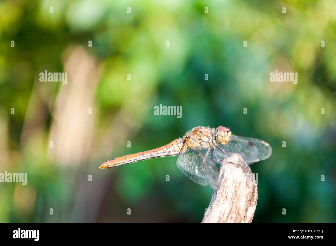 Dragonfly green blurred background hi-res stock photography and images ...