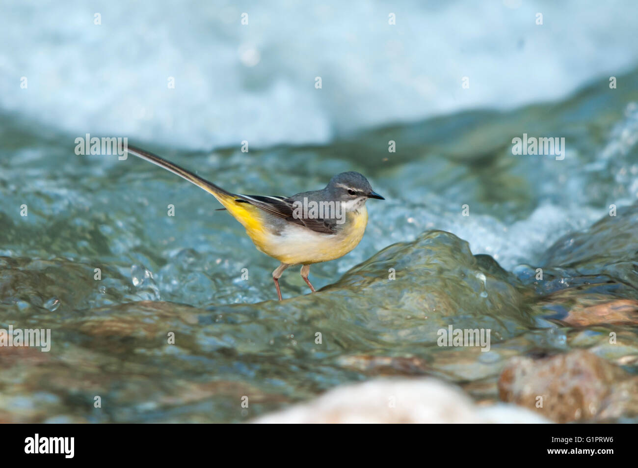 A female gray wagtail (Motacilla cinerea) looking for food in a creek Stock Photo