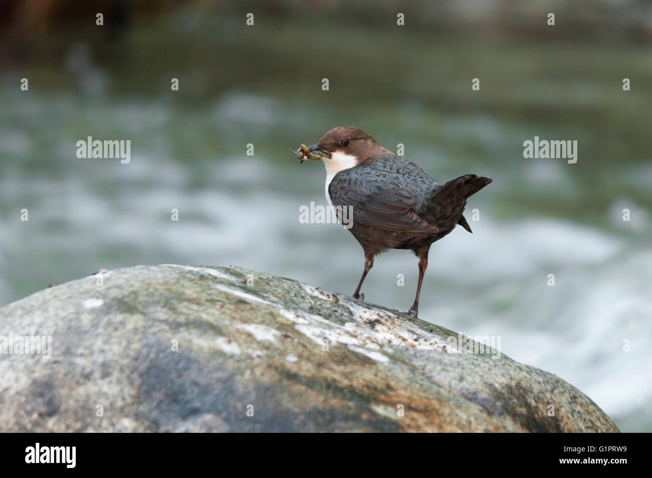 A white-throated dipper with insects caught in its bill standing on a rock in a stream Stock Photo