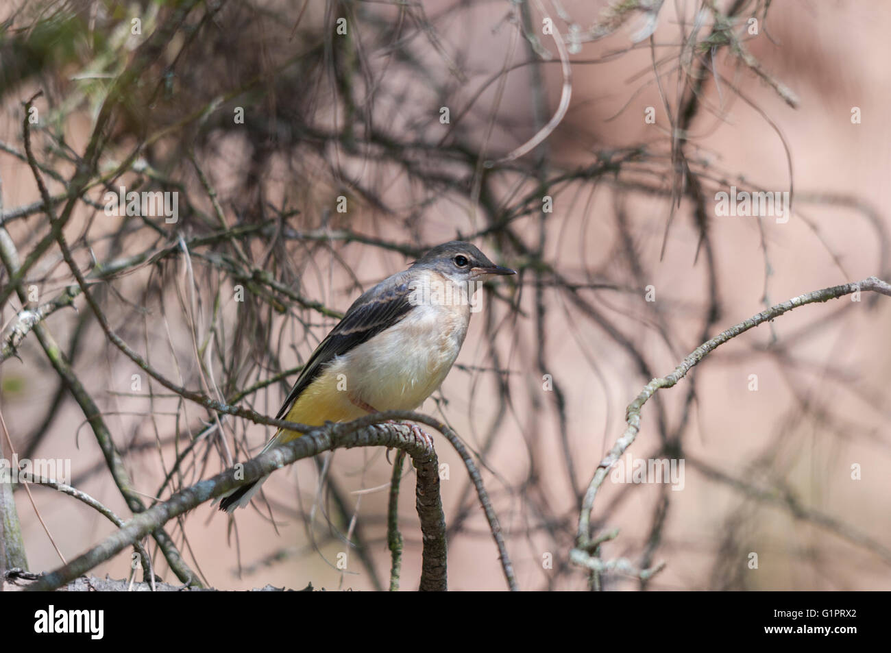 A grey wagtail (Motacilla cinerea) fledgeling waiting on a pine tree Stock Photo
