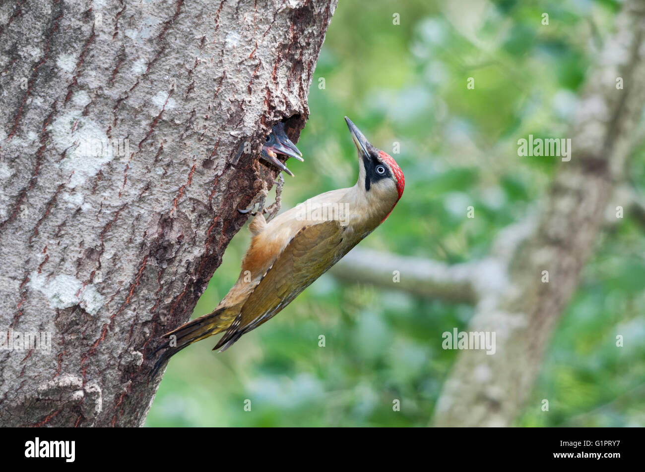 Young woodpecker hi-res stock photography and images - Alamy
